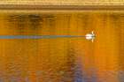 USA- Colorado- Loveland. American white pelican swims in Donath Lake. Art Print